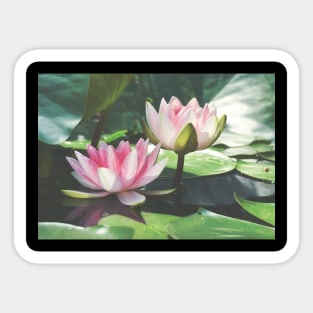 Meditation Wall Art Print - Water Lily Meditation - canvas, Photo print, artboard print, poster Canvas Print Sticker